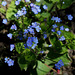 Brunnera