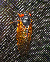 Periodic Cicada (13 Year)