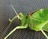 Katydid