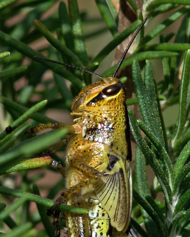 Grasshopper on Rosemary