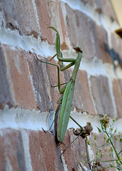 Praying mantis green