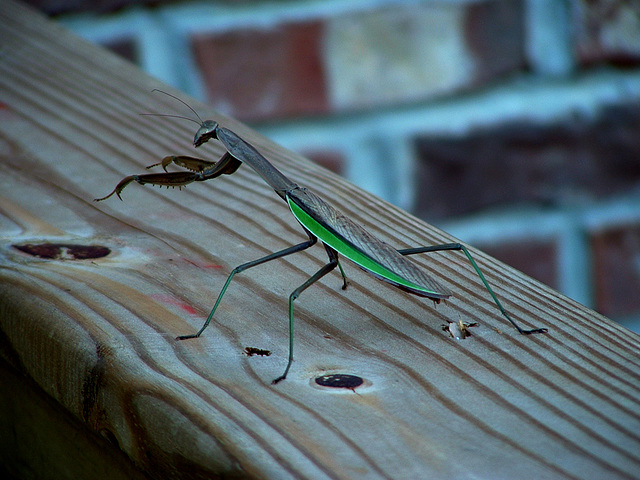 Praying Mantis