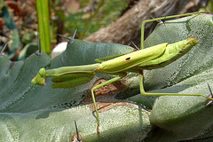 Praying Mantis