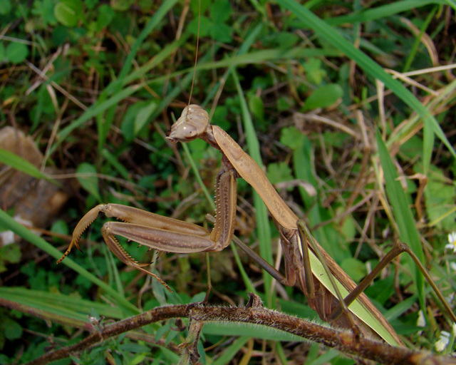 Praying mantis brown