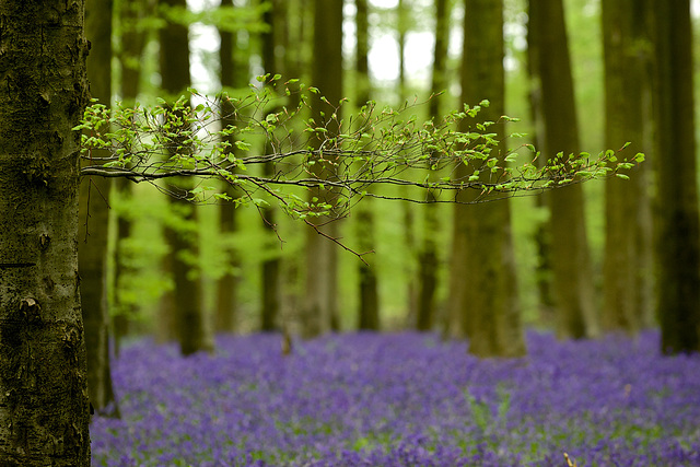 Bluebell Woods