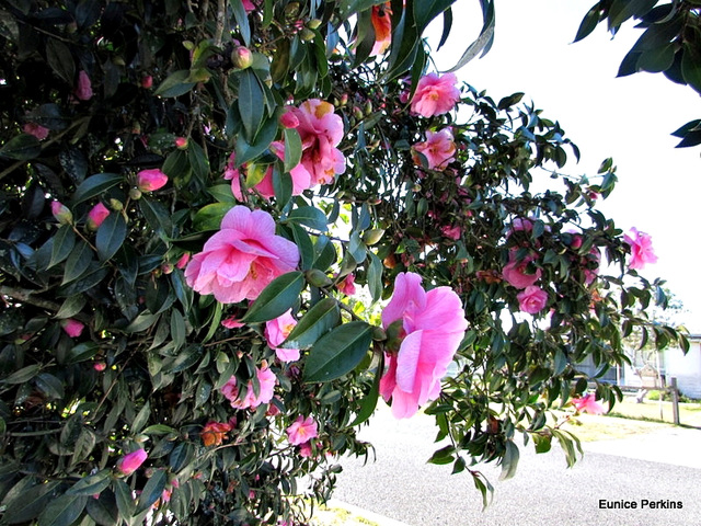 Camellia Bush