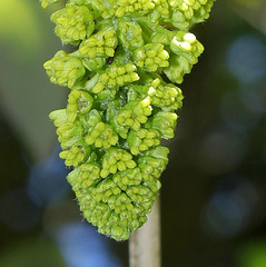 Fleurs d'Acer pseudoplatanus