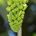 Fleurs d'Acer pseudoplatanus