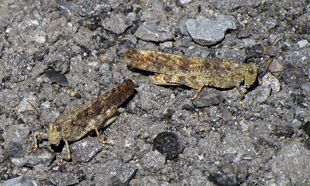 Grasshoppers