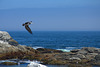 coming in for a landing