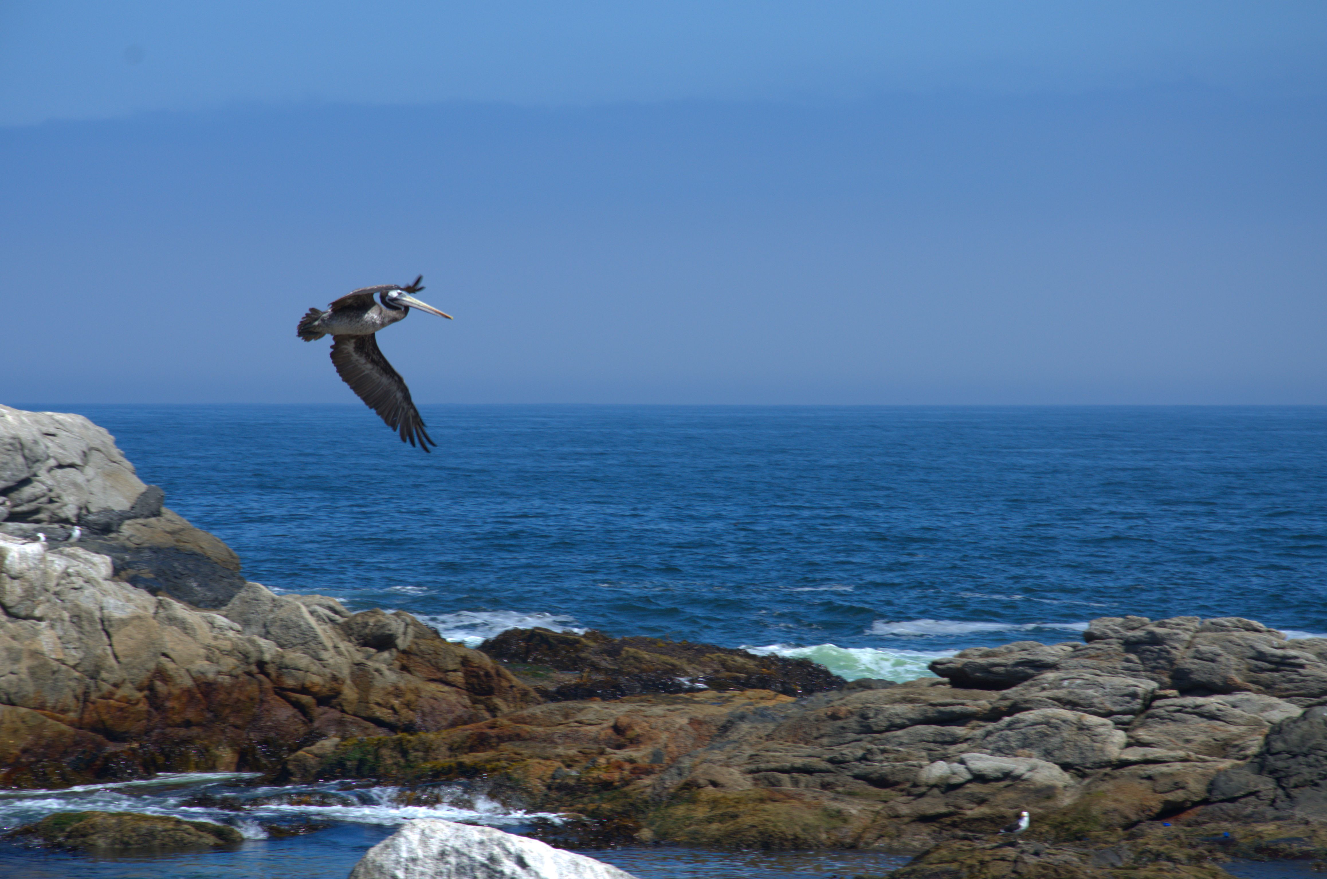 coming in for a landing
