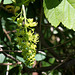 Fleurs d'Acer pseudoplatanus