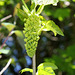 Fleurs d'Acer pseudoplatanus