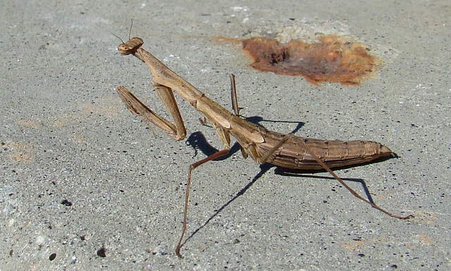 Praying Mantis