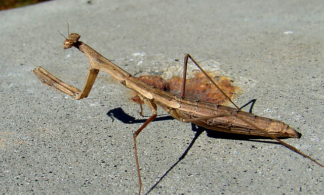 Praying Mantis