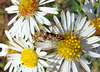 Hoverflies