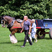Heavy Horse at Singleton