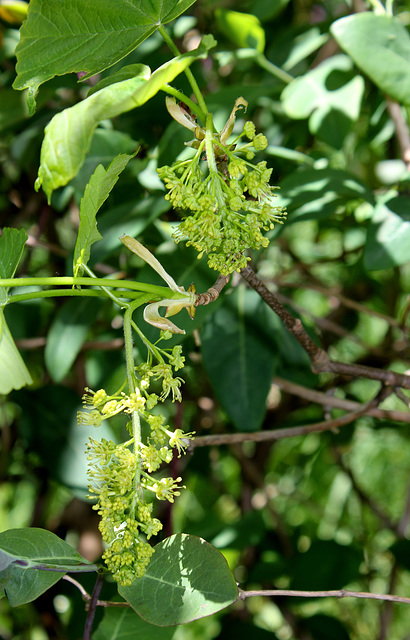 Fleurs d'Acer pseudoplatanus