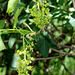 Fleurs d'Acer pseudoplatanus