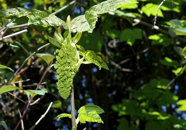 Fleurs d'Acer pseudoplatanus