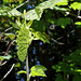 Fleurs d'Acer pseudoplatanus