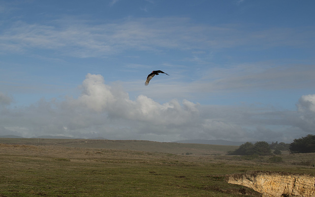 Point Arena turkey vulture (1601)