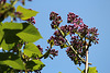 Flora VIII