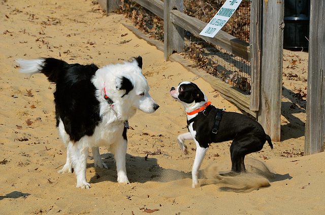 Dogs at play