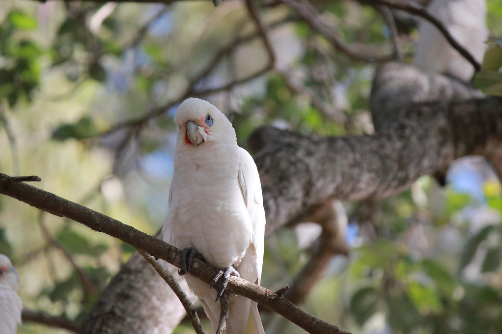 Corella