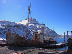 PETREL, South Georgia