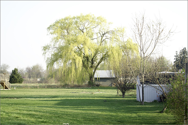 The Neighbors' Willow