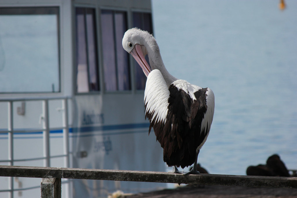 Australian Pelican