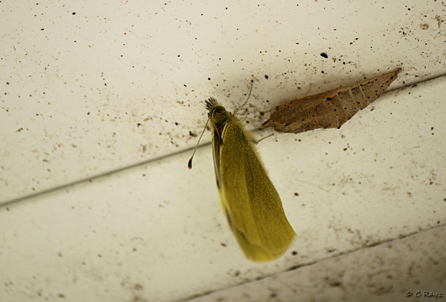 Small White Butterfly