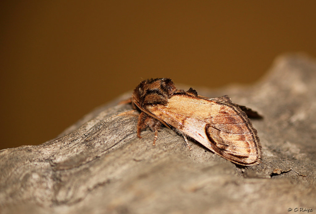 Pebble Prominent