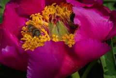BESANCON: Jardin Botanique: Une abeille sur une pivoine ( Paeonia suffruticosa ) 01.