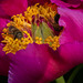 BESANCON: Jardin Botanique: Une abeille sur une pivoine ( Paeonia suffruticosa ) 01.