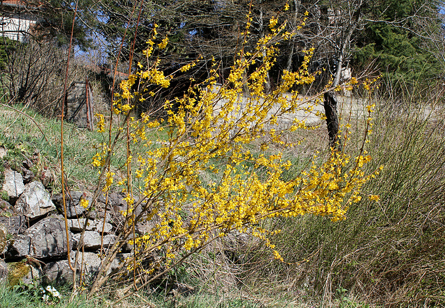 Forsythia (2)