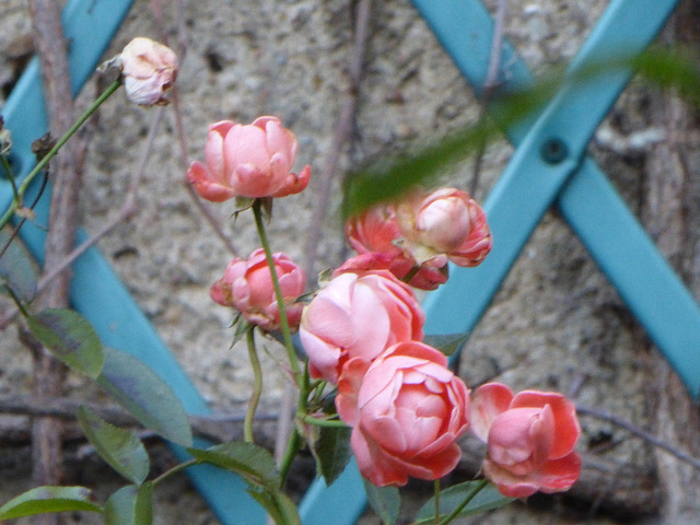 Mon petit jardin - my little garden - mein kleiner Garten