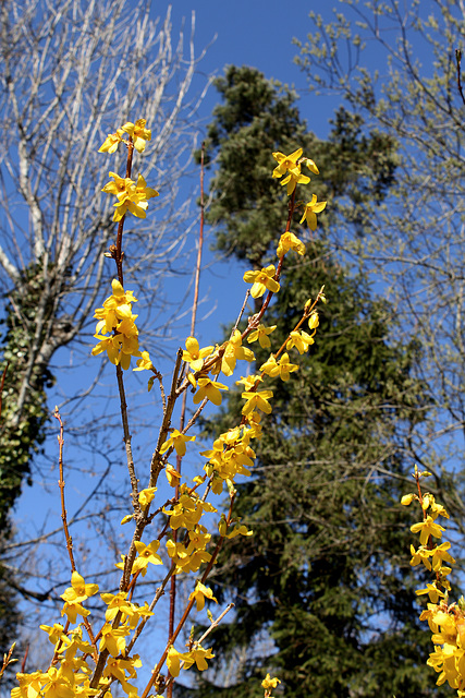 Forsythia (3)