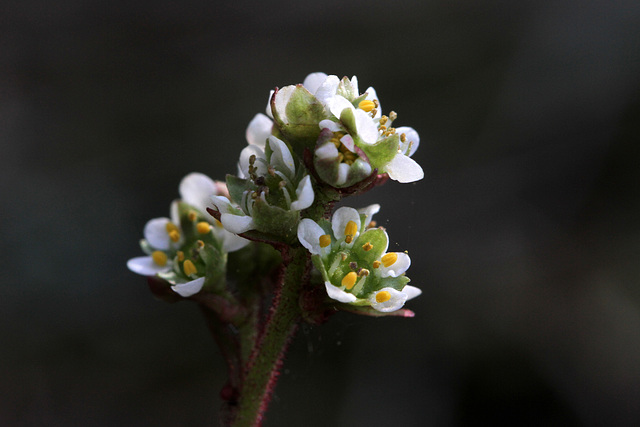 Early Saxifrage Early Saxifrage