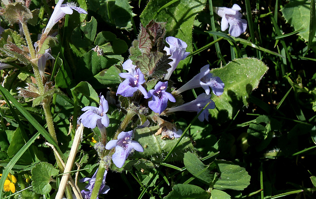 Glechoma hederacea