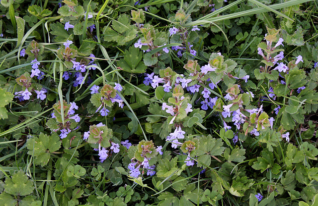 Glechoma hederacea