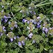 Glechoma hederacea