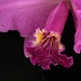 Cattleya mossiae