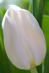 White Tulip...