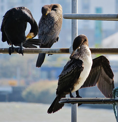 cormorants , thames, london