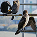 cormorants , thames, london