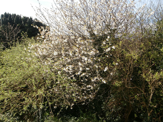 Looking towards the west, and the blossom tree