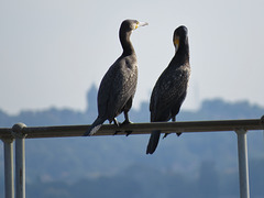 cormorants , thames, london