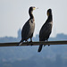 cormorants , thames, london